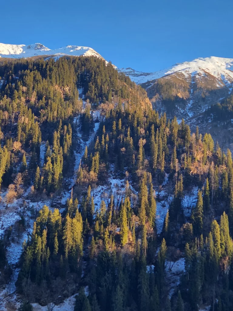 Beautiful mountain forest trek view