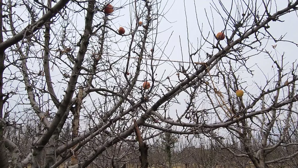 Kashmiri apple orchard in winters