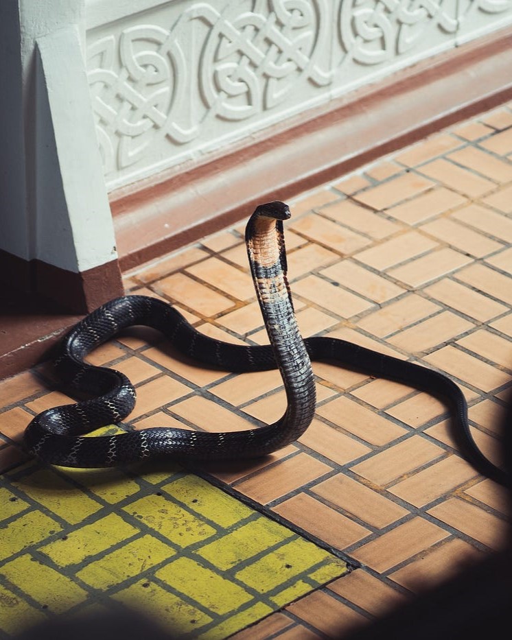 Cobra in a house of Snake Village Shetphal