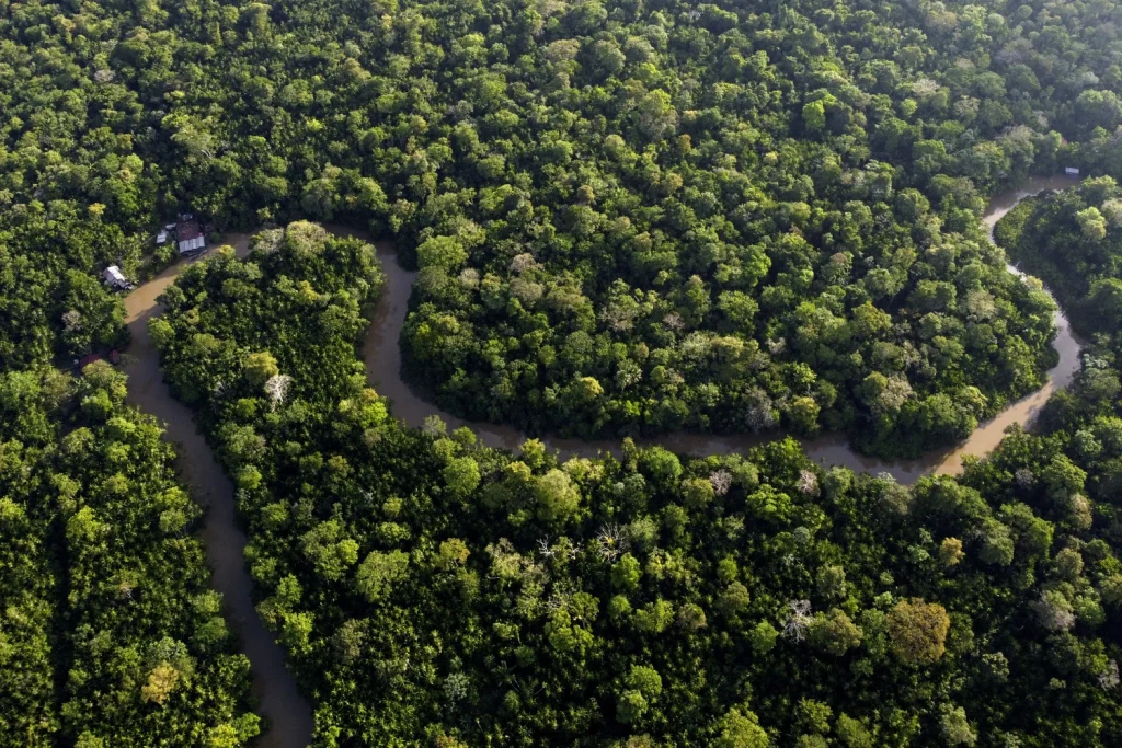 Amazon Rainforest