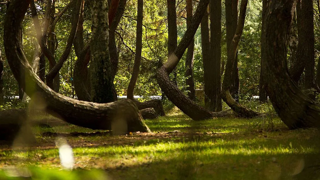 Crooked Forest Poland