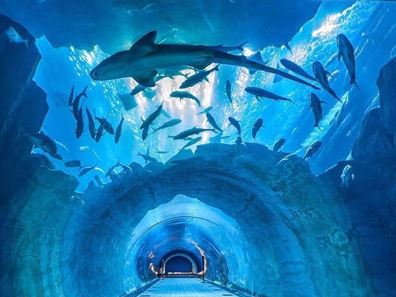 Sharks clearly visible from Dubai Aquarium