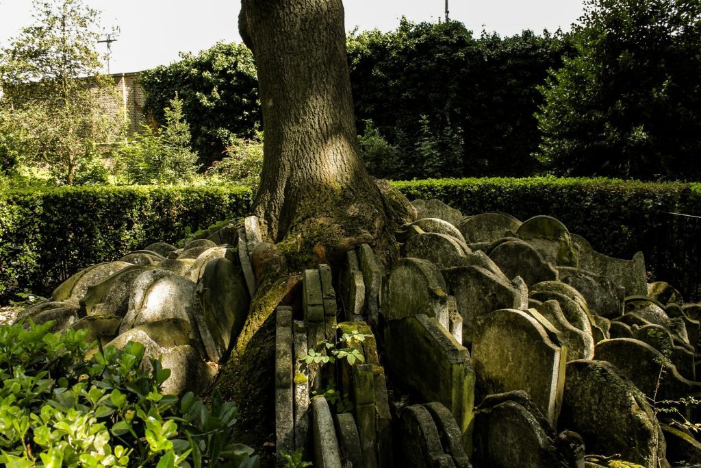 Hardy tree, London