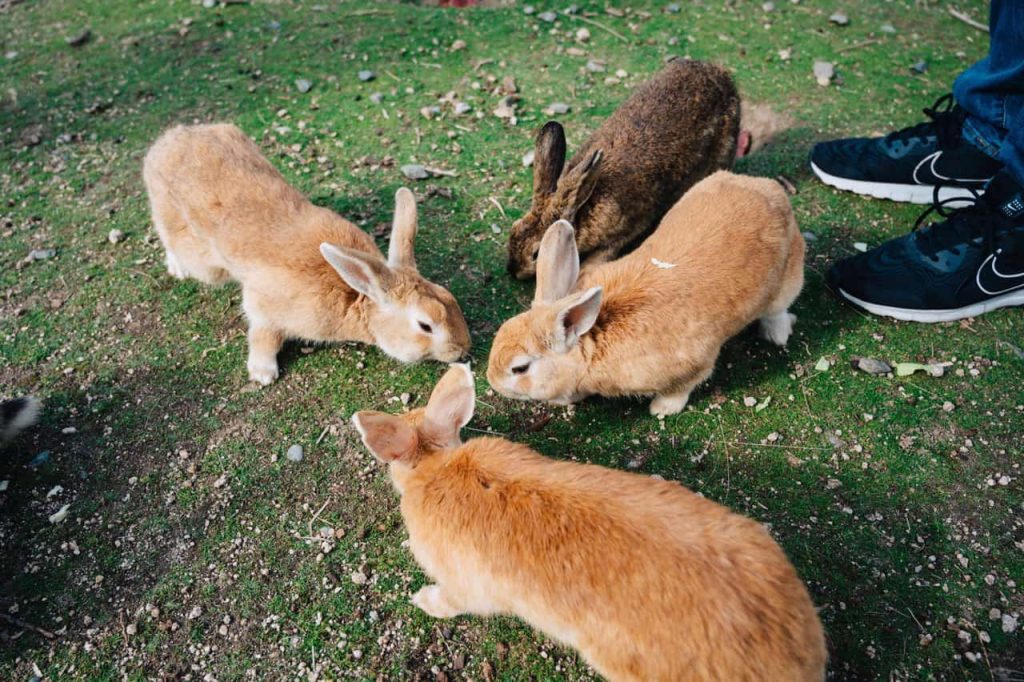 Rabbit Island, Japan