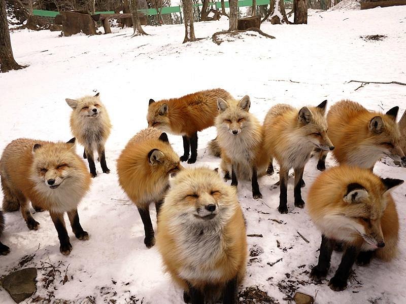 Zao Fox Village Japan