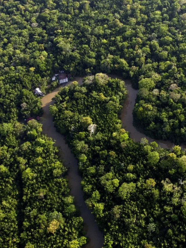 Amazon Rainforest