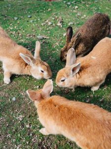 Rabbit Island, Japan