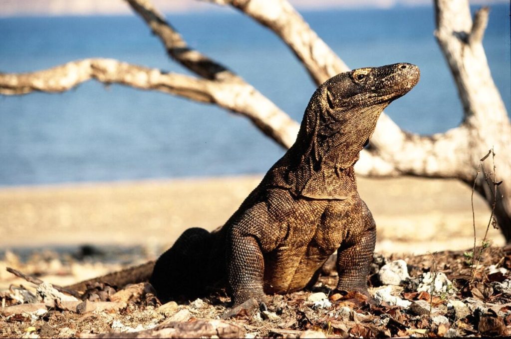 Komodo National Park Indonesia