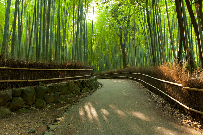 Bamboo Forest, Japan