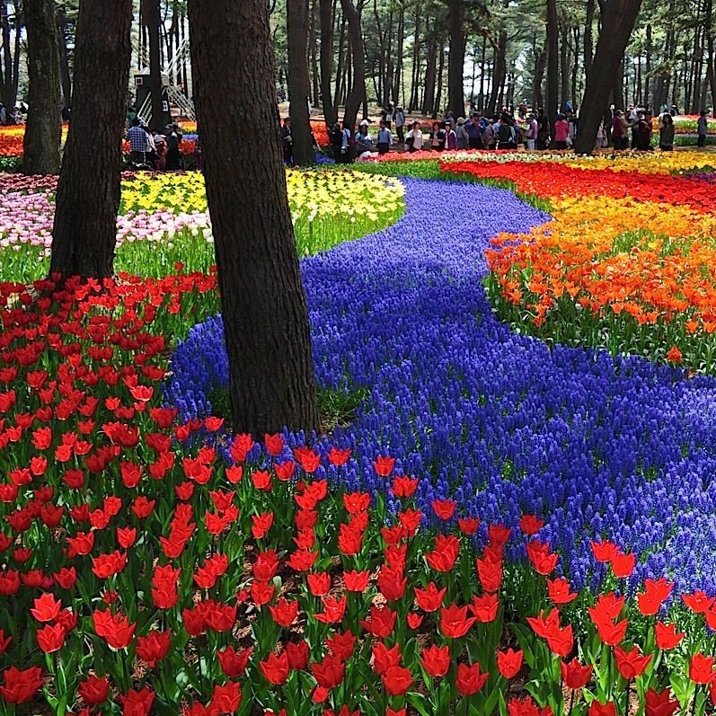 Hitachi Seaside Park, Japan