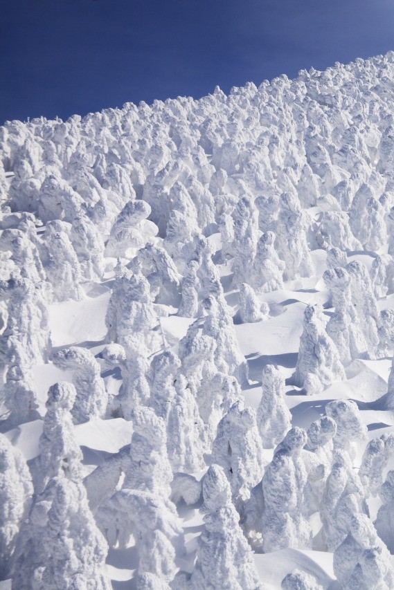 Snow Monsters of Zao, Japan