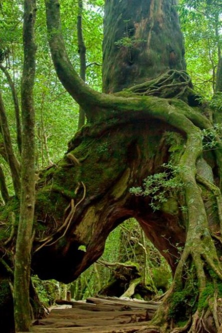 Yakushima, Japan