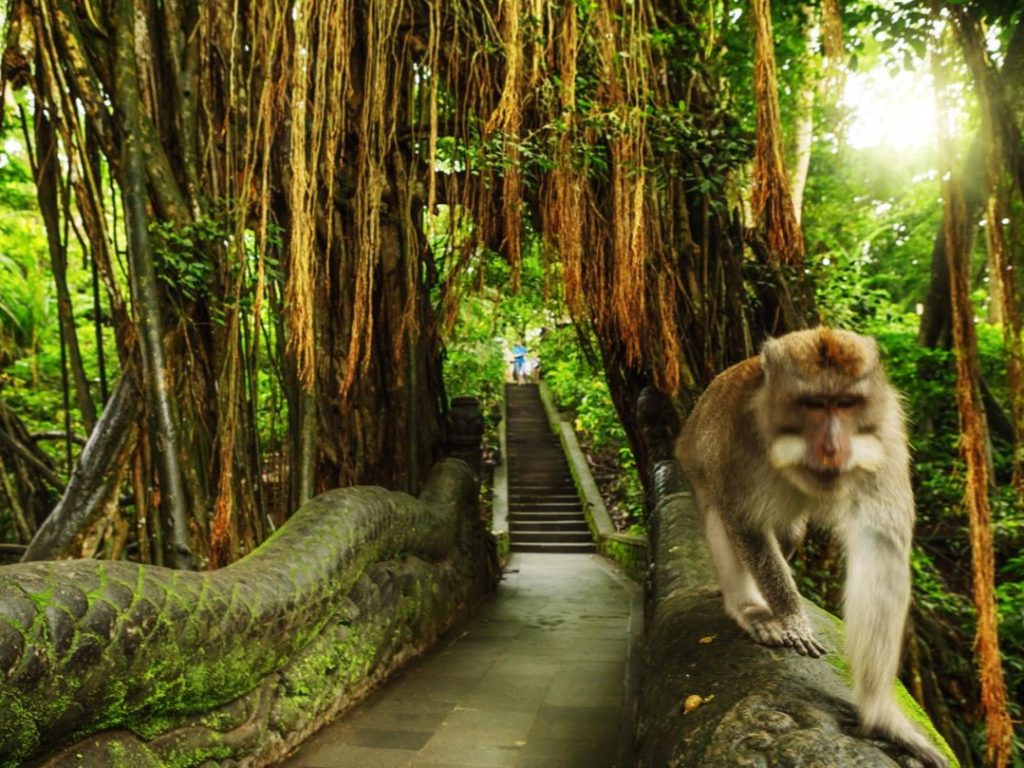 Monkey Forest Ubud Bali