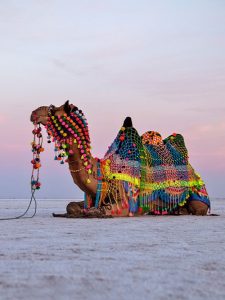 Camel sitting in white desert of Kutch, Gujarat