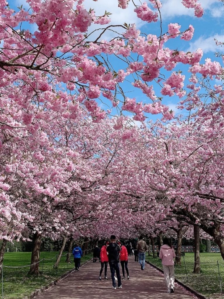 Cherry Blossom in India