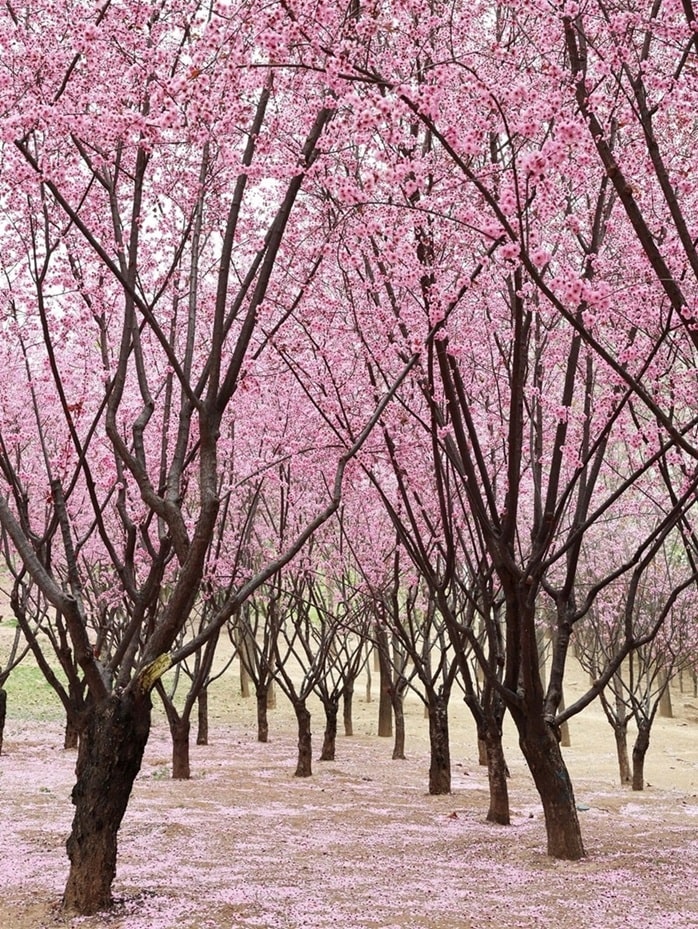 Cherry Blossom in Kashmir