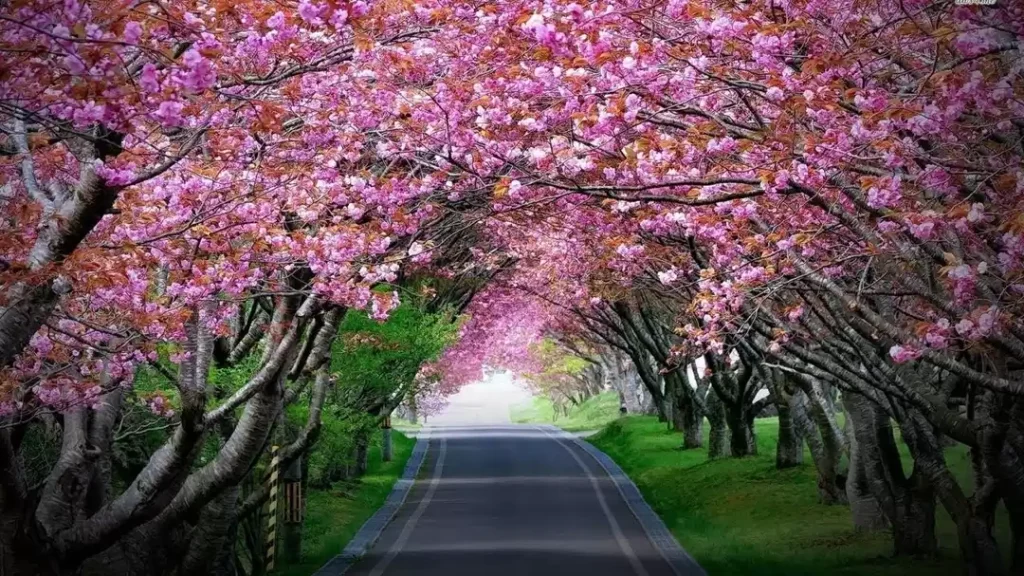 Cherry Blossom in Shillong India